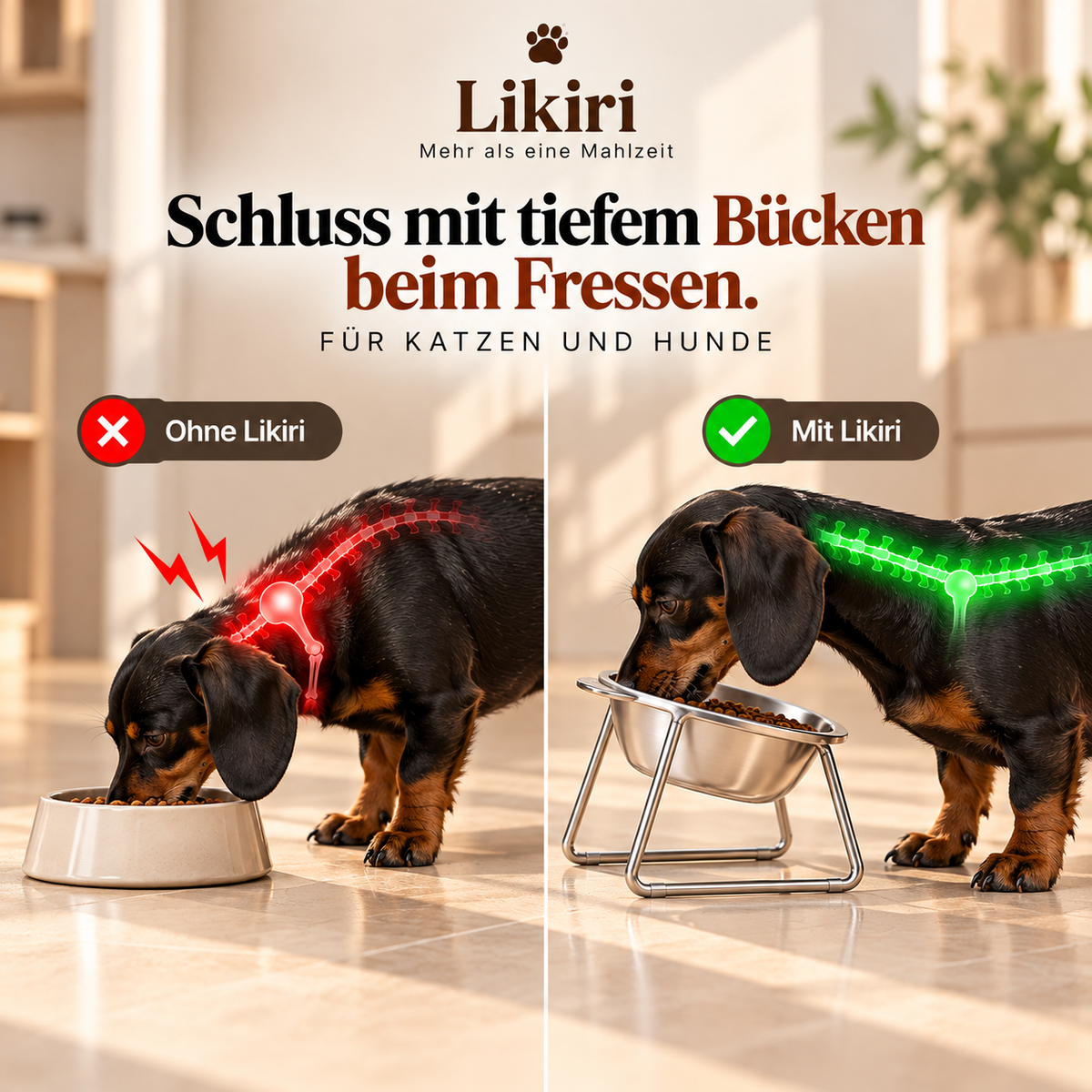 Orthopädischer Futternapf für Katzen und Hunde